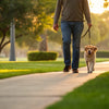How Do I Make My Dog Lose Weight Quickly? A Comprehensive Guide for Pet Owners