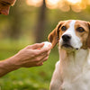 How Do I Stop a Dog's Nail from Bleeding? A Comprehensive Guide for Pet Owners