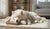 How Do I Stop My Dog's Dominant Behavior? A Comprehensive Guide for Pet Owners