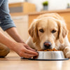 How Do I Train My Dog to Eat Dog Food? Practical Tips for Pet Parents