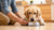 How Do I Train My Dog to Eat Dog Food? Practical Tips for Pet Parents-140301009135