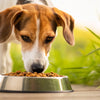 How Do You Get a Dog to Eat Dog Food? Tips and Insights for Pet Owners