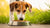 How Do You Get a Dog to Eat Dog Food? Tips and Insights for Pet Owners-140212568303