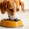 How Do You Get a Dog to Eat His Food? Strategies for Fussy Eaters
