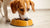 How Do You Get a Dog to Eat His Food? Strategies for Fussy Eaters-140133105903