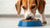 How Do You Get Your Dog to Eat Dog Food: Tips for Picky Eaters-140301271279