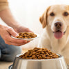 How Do You Get Your Dog to Eat Dry Food? A Comprehensive Guide for Pet Owners