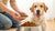 How Do You Get Your Dog to Eat Dry Food? A Comprehensive Guide for Pet Owners