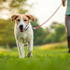 How Do You Get Your Dog to Lose Weight? A Comprehensive Guide for Pet Owners