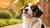 How Do You Know If Your Dog Has Food Allergies? Understanding the Signs and Solutions-141097992431