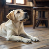 How Do You Know If Your Dog Needs Grain-Free Food?