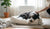 How Do You Punish a Dog for Bad Behavior? A Compassionate Approach-141420855535
