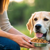 How Do You Put Weight on a Dog? A Comprehensive Guide for Pet Owners