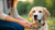 How Do You Put Weight on a Dog? A Comprehensive Guide for Pet Owners
