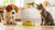 How Do You Stop a Dog from Eating Cat Food? Practical Solutions for Pet Owners-140300878063