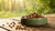 How Do You Store Wet Dog Food? A Comprehensive Guide for Pet Owners