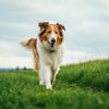 How Does a Dog Lose Weight? A Comprehensive Guide for Pet Owners