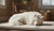 How Does a Dog's Behavior Change After Spaying? Understanding the Transformational Effects-141422461167