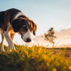 How Does Heat Affect Dogs' Behavior? A Comprehensive Exploration