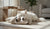 How Does Music Affect a Dog's Behavior? Exploring the Melody of Canine Emotions-141422297327