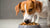 How Dogs Eat Food: Understanding Their Feeding Habits and Nutrition