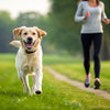 How Dogs Help You Exercise: The Ultimate Guide to Staying Fit with Your Furry Friend