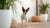How Expensive Is Fresh Dog Food? A Comprehensive Guide to Costs, Benefits, and Alternatives