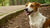 How Fast Can a Dog Gain Weight? Understanding the Factors and Solutions