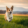 How Fast Can a Dog Lose Weight: A Comprehensive Guide for Pet Owners