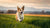 How Fast Can a Dog Lose Weight: A Comprehensive Guide for Pet Owners