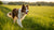 How Fast Do Dogs Lose Weight on a Diet: A Comprehensive Guide for Pet Owners