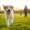 How Fast Should Dogs Lose Weight? A Comprehensive Guide for Pet Parents