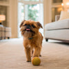 How Hard Is It to Take Care of a Dog? A Comprehensive Guide