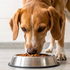 How High Should a Dog's Food Bowl Be? A Comprehensive Guide for Pet Owners