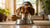 How High Should Dog Food Bowl Be? A Comprehensive Guide for Pet Owners