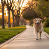 How Long After a Meal Can a Dog Exercise?