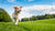 How Long After Eating Can a Dog Exercise? Understanding Timing for Optimal Health