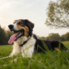 How Long After Exercise Can a Dog Drink Water? Essential Hydration Tips for Pet Owners