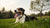 How Long After Exercise Can a Dog Drink Water? Essential Hydration Tips for Pet Owners