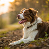 How Long After Exercise Can a Dog Eat? Understanding the Best Feeding Practices for Your Furry Friend