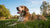 How Long After Exercise Can Dogs Eat? A Comprehensive Guide for Pet Owners