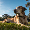 How Long After Exercise Should I Feed My Dog? Understanding the Perfect Timing for Optimal Health