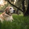 How Long After Exercise Should You Feed Your Dog? Best Practices for Optimal Nutrition