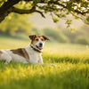 How Long After Exercise to Feed Your Dog: A Comprehensive Guide for Responsible Pet Owners