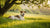 How Long After Exercise to Feed Your Dog: A Comprehensive Guide for Responsible Pet Owners