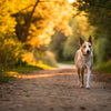 How Long After Food Can a Dog Exercise: A Comprehensive Guide