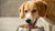 How Long After Switching Dog Food Will Allergies Go Away? A Comprehensive Guide-141098451183