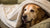 How Long After Tooth Extraction Can Dogs Eat Hard Food?