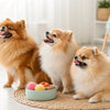 How Long Are Dog Treats Good After Expiration Date? A Comprehensive Guide for Pet Owners