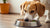 How Long Are Dogs Supposed to Eat Puppy Food? Understanding the Transition to Adult Dog Food